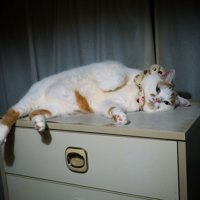 タンスの上で寝転がる猫