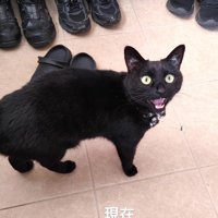 鳴いている猫