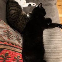 くっついている2匹の猫