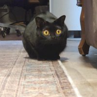 低姿勢で何かを狙う猫