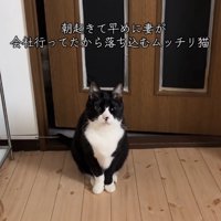 ドアの前でお座りをしている猫
