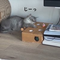 穴に手を入れる猫