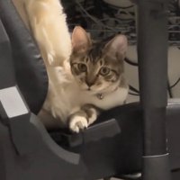 飼い主さんの言葉を待つ猫