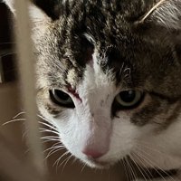 ケージの中にいる猫