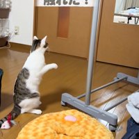 放心の猫