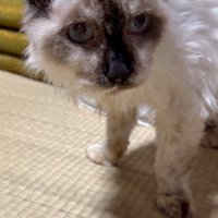 高齢の猫