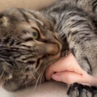 人の手を前足で挟む猫