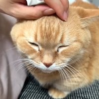 なでなで