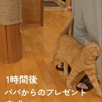 人の足にスリスリする猫