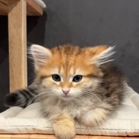 眠そうな猫