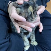 目薬をさされた子猫