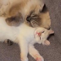 寄り添って寝る2匹の猫（顔アップ）