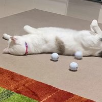 猫の背中に当たる3つのゴルフボール