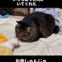 子猫と向かい合う成猫