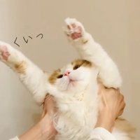両前足を上に上げている猫の顔アップ