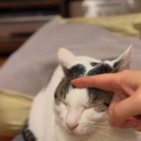 頭を撫でてもらう猫