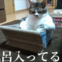 前足をかけながら眠る猫