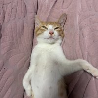 仰向けで寝ている猫
