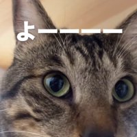 キジトラ猫の顔のドアップ