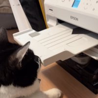 プリンター前に座る猫3