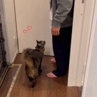 人を見つめる猫