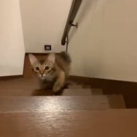 階段をのぼってくる猫5