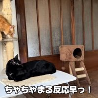 テロップ「ちゃちゃまる反応早っ！」