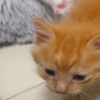 人間に寄る茶猫