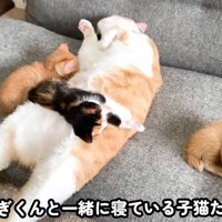 寝ている成猫と子猫たち