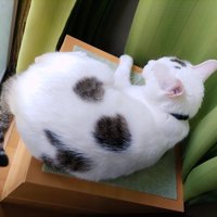 寝そべる猫の背中