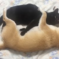 猫を抱えて寝る犬