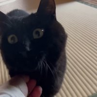 なでなで