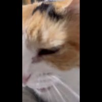 鳴いている時のアップ