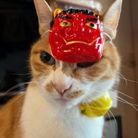 お面をつけた猫