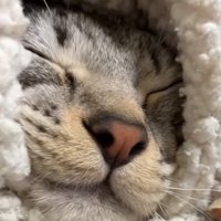 文句を言う猫