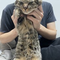 飼い主に抱き上げられて目を細める猫