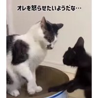 猫と子猫のケンカ