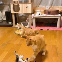 お腹を見せるこうくん