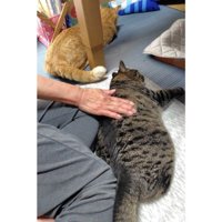 室内にいる猫