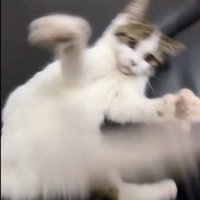 猫じゃらしで遊んでいる子猫