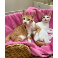 室内にいる猫