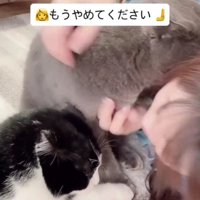 2匹の猫に甘えられる飼い主