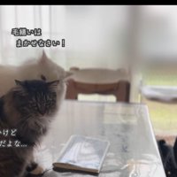 テロップ「毛繕いはまかせなさい！」