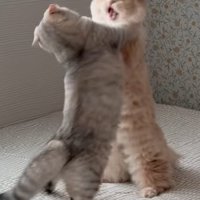 手前の猫が顔を左に曲げ取っ組み合う