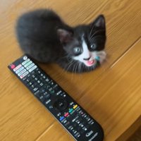 前脚を丸めながらカメラ目線で鳴く猫