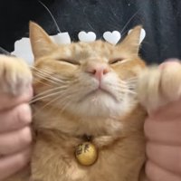 保護主に顔の真横で両前足を持たれ目をつむっている茶トラ猫