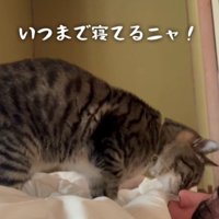 飼い主を起こす猫
