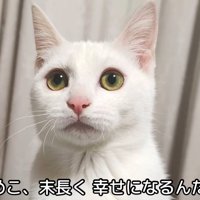 テロップ「ゆめこ、末永く～」