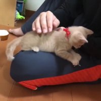 飼い主の膝の上に乗っている子猫
