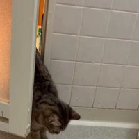 お風呂場に入ってくる猫